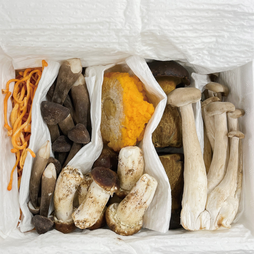 【冷蔵便】フレッシュキノコセット 1kg｜キノコ